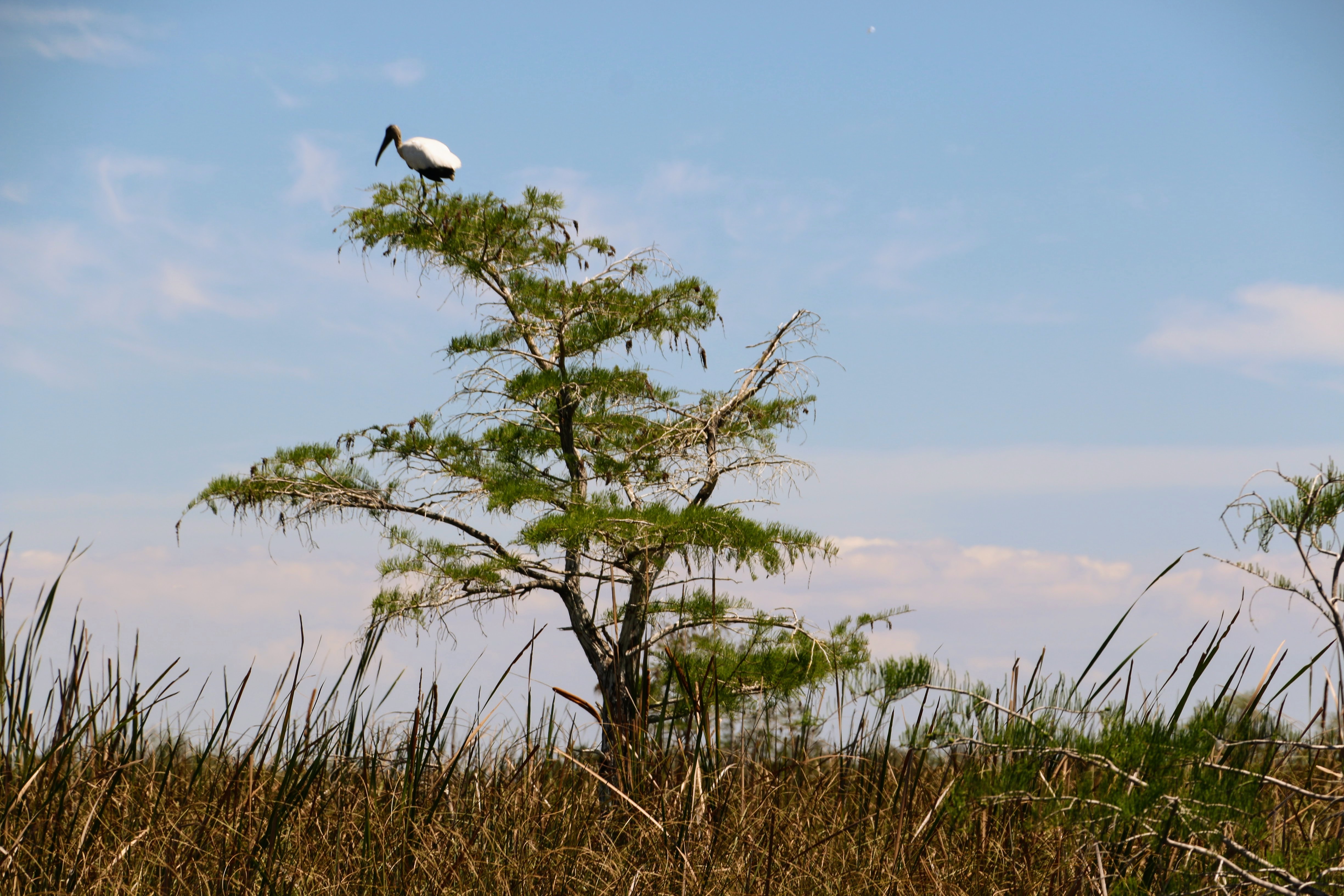 De Everglades bezoeken