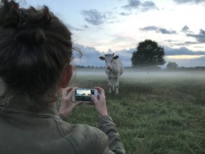 Foto van een koe maken