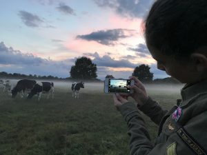 Koeien fotograferen