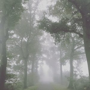 Kiewitdreef in de mist