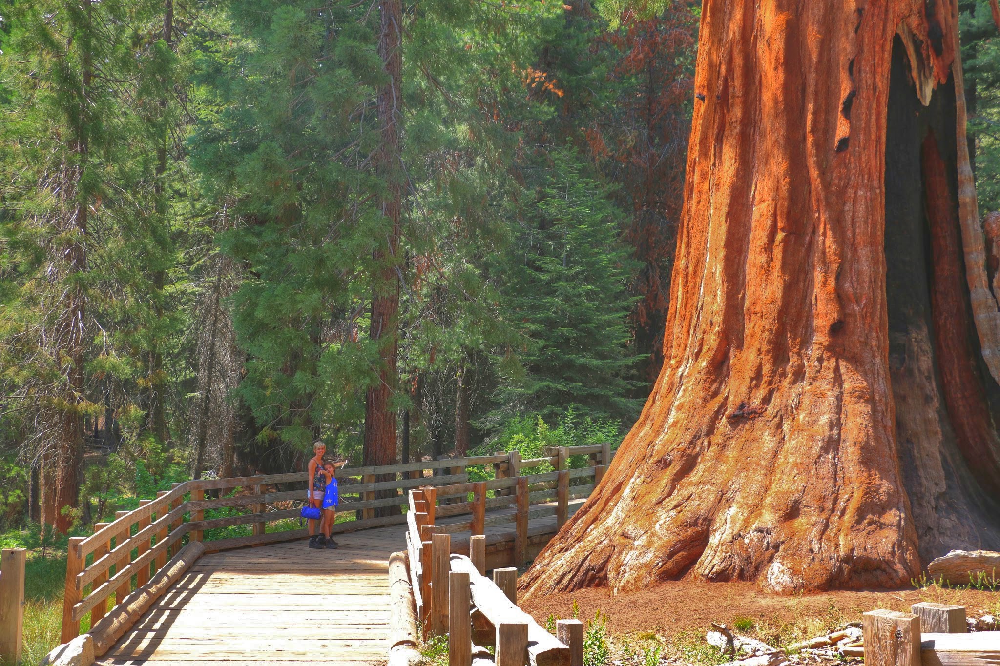 Sequoia National Park bezoeken