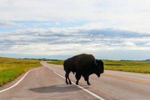 South Dakota Bisons