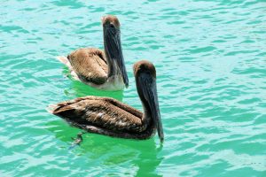 Pelikanen in Florida Keys