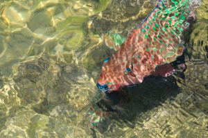 Fel gekleurde vissen in Florida
