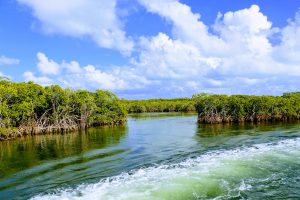 Mangroves Florida
