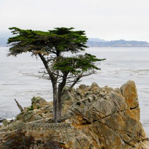 The Lone Cypress bij Pebble Beach in Monterey