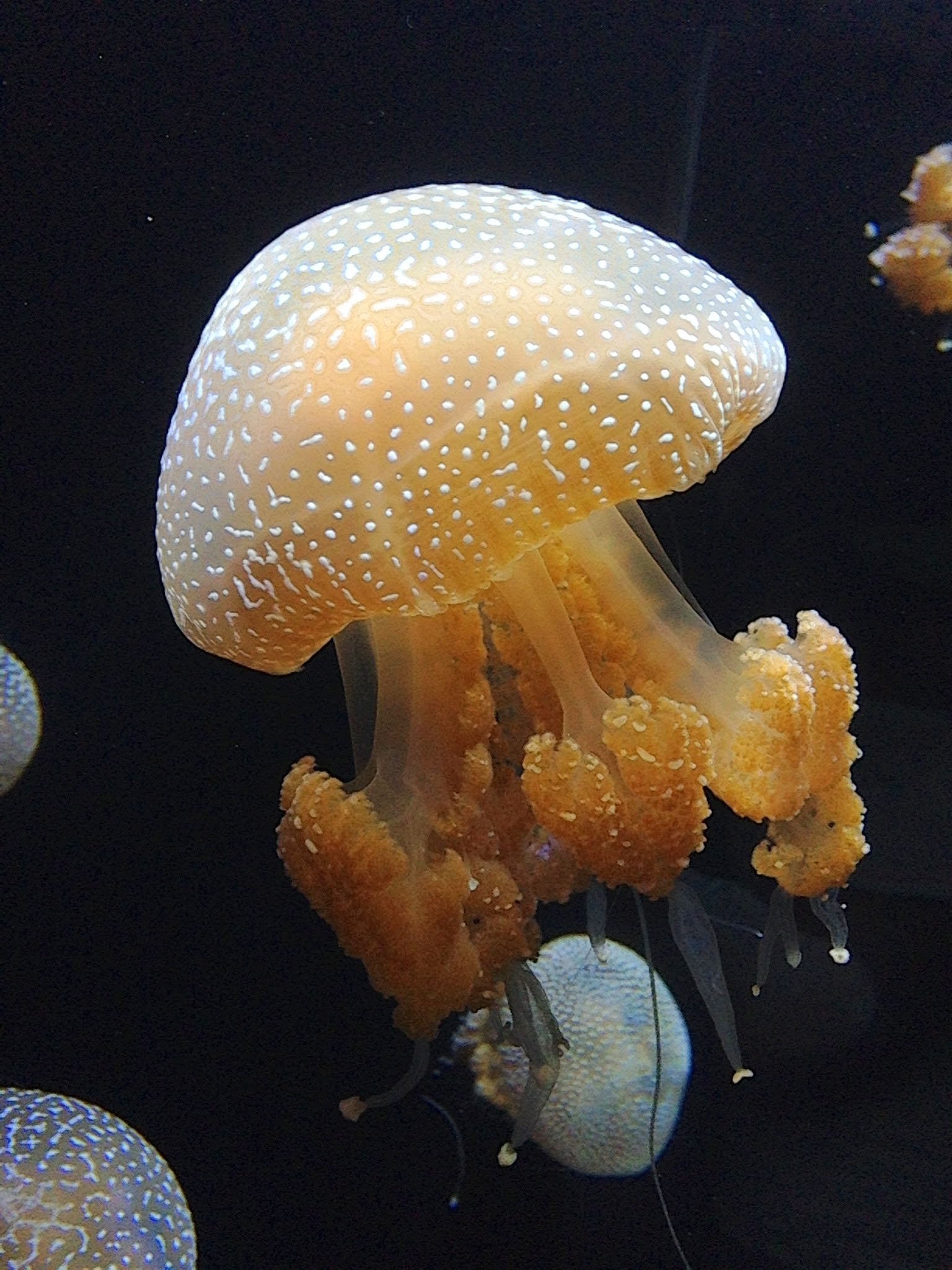 Soorten kwallen in Aquarium 