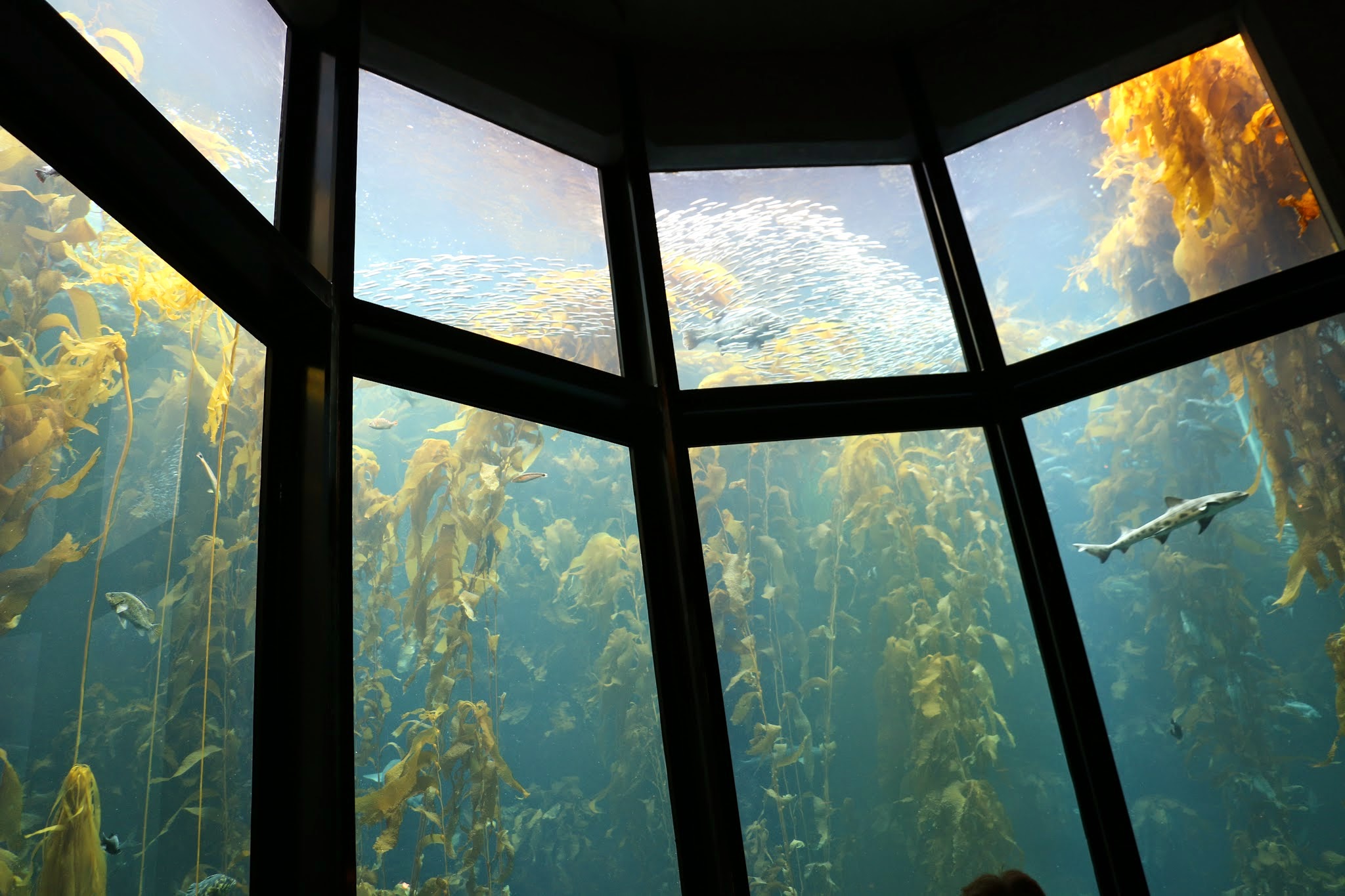 Aquarium in Monterey