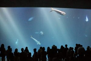 Aquarium in Californië Monterey