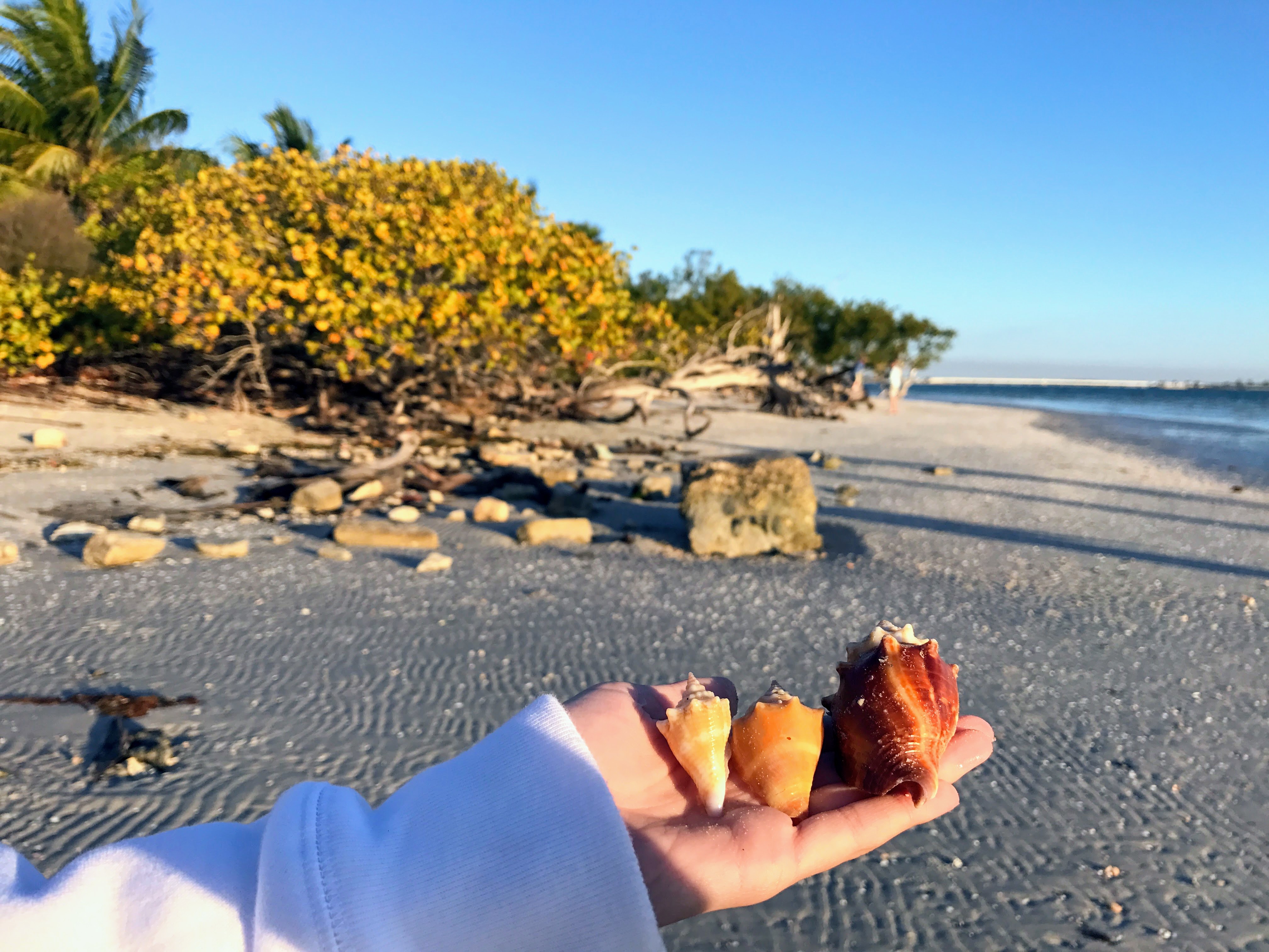 Schelpen strand Sanibel