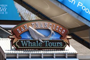 Walvissen zien in San Francisco