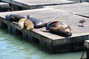 zeeleeuwen die op pontons bij Pier 39 ligge