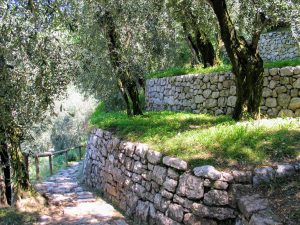 Wandelen tussen de olijfbomen