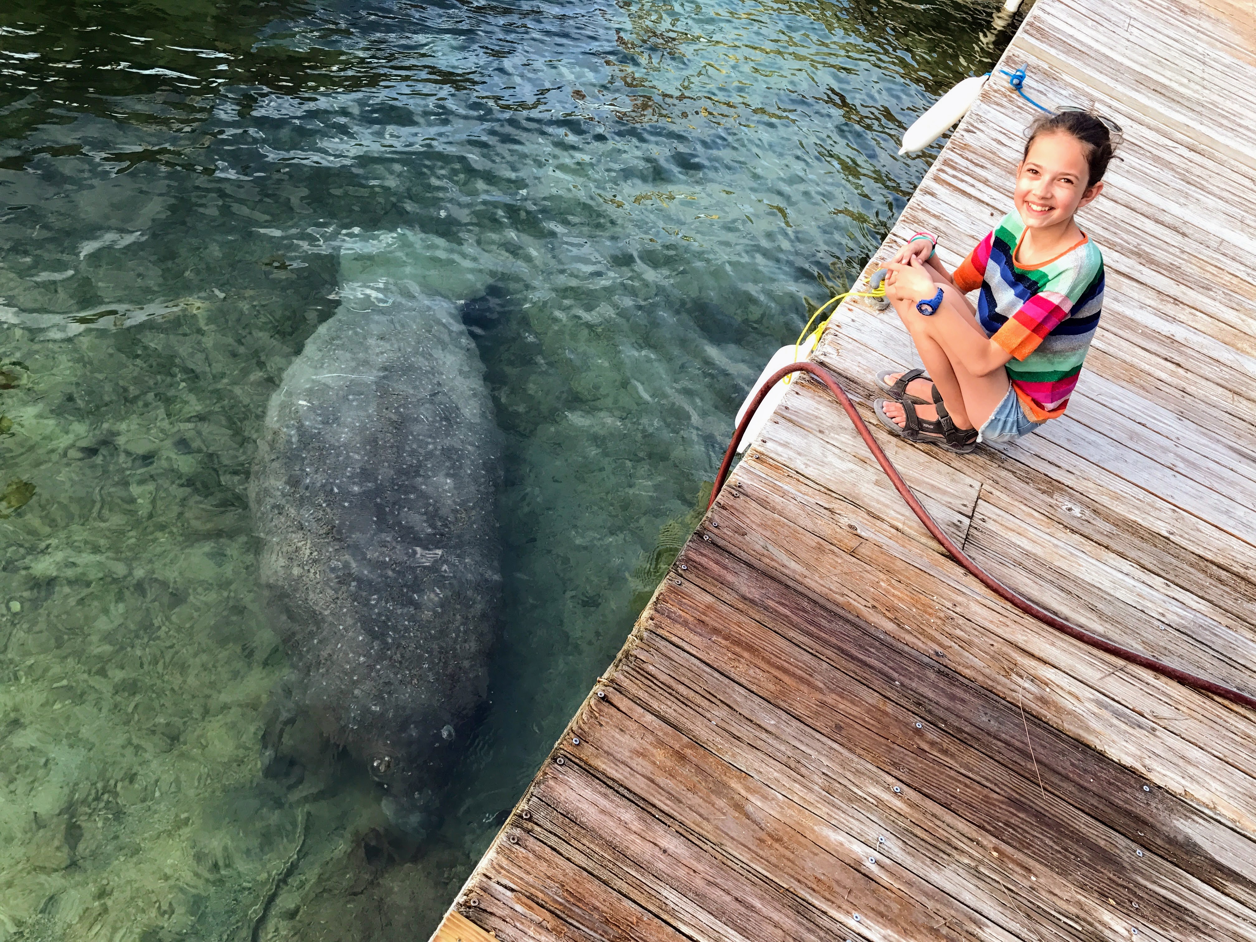 Manatee in Florida