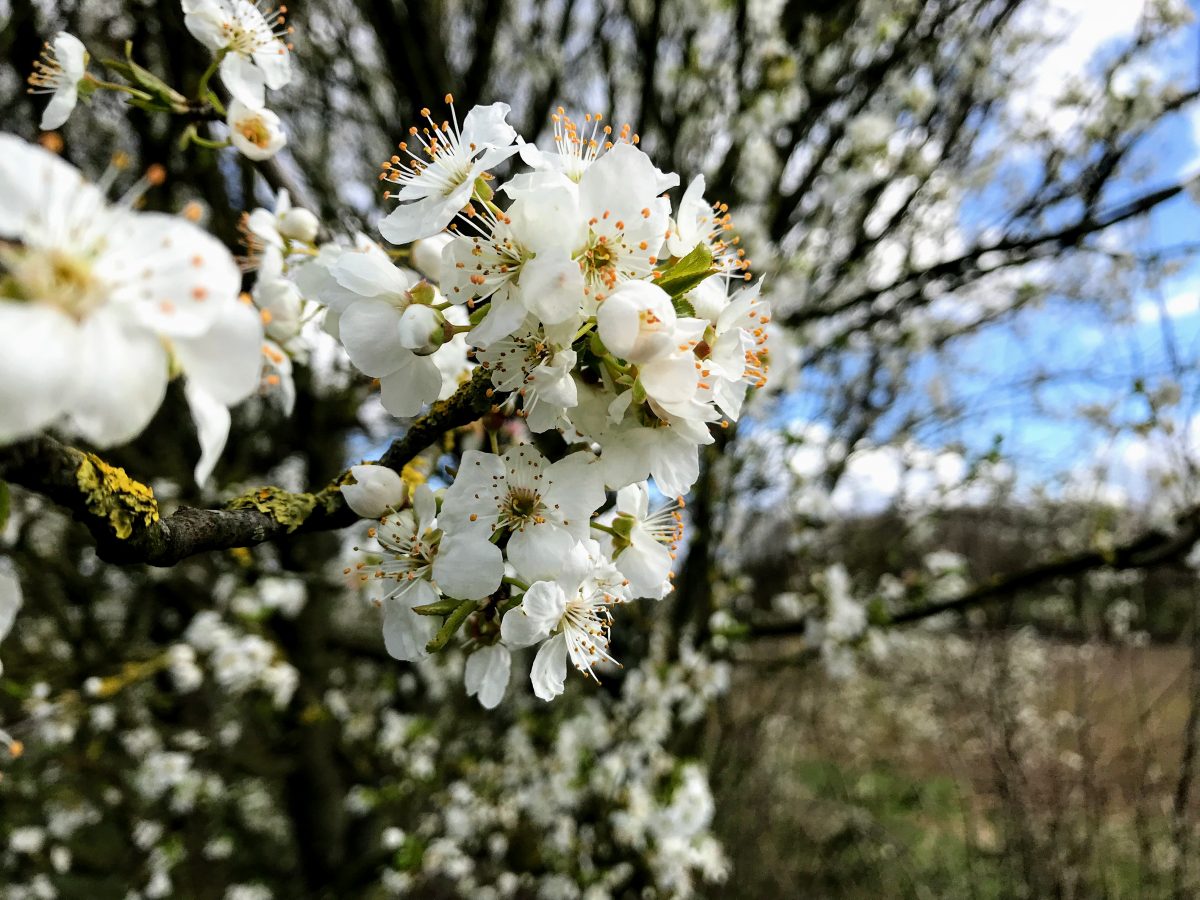 Bloesems in Zammelen Limburg