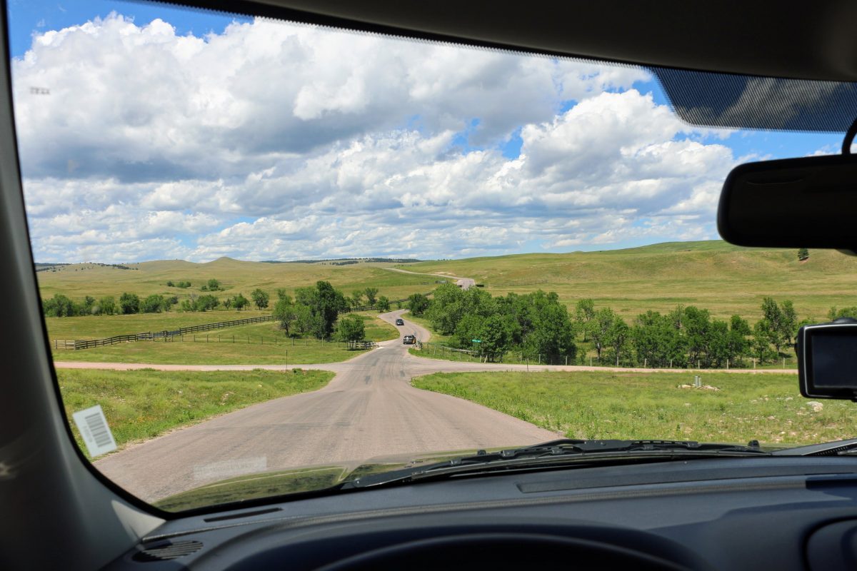 Wildlife loop Custer State Park