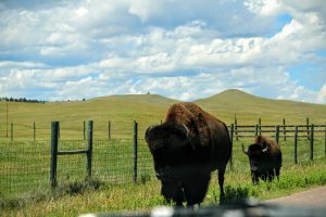Bisons langs de weg Custer State Park