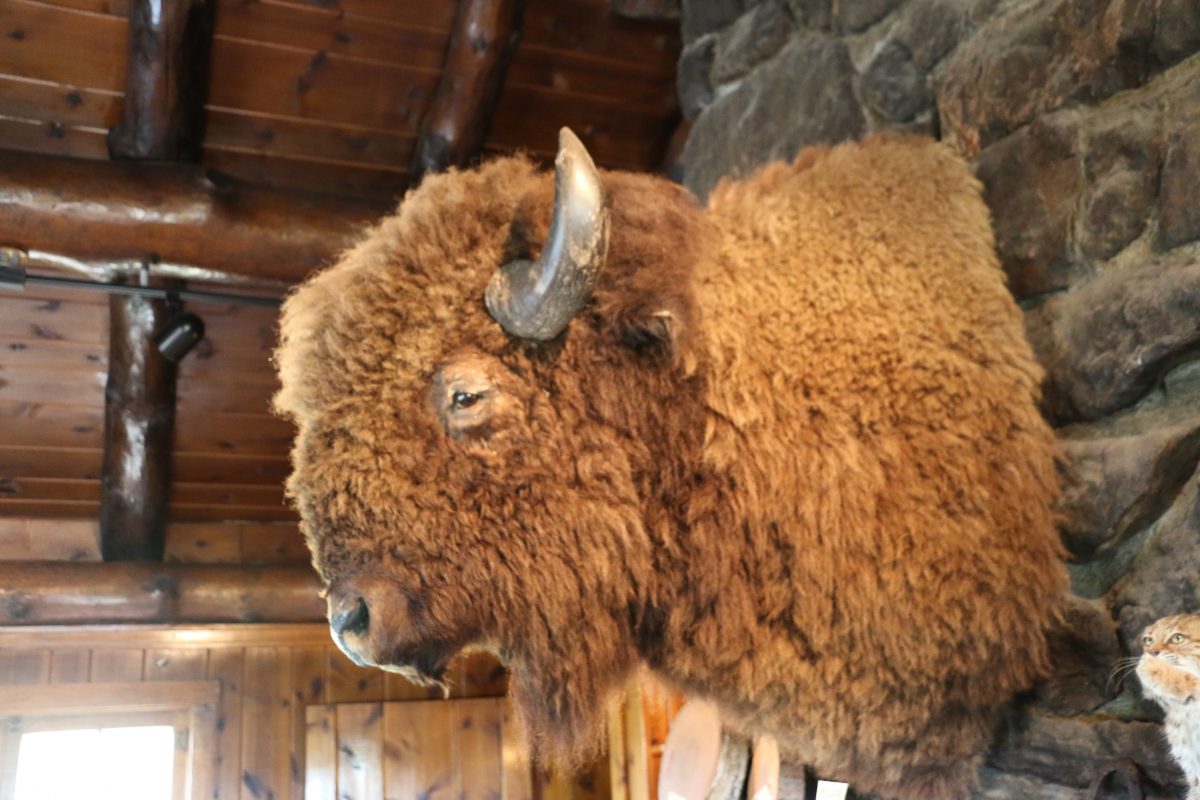 Wildlife Station Visitor Center Bisonkop tegen muur