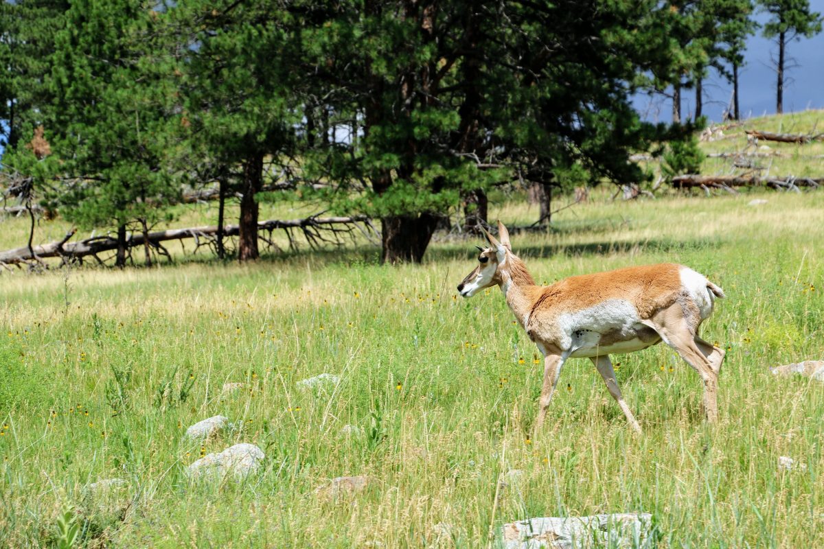 Wilde dieren in Custer State Park