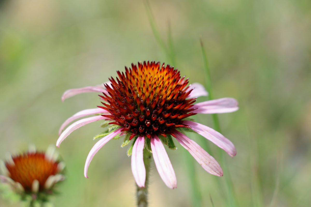 Mooie wildbloemen in Amerika