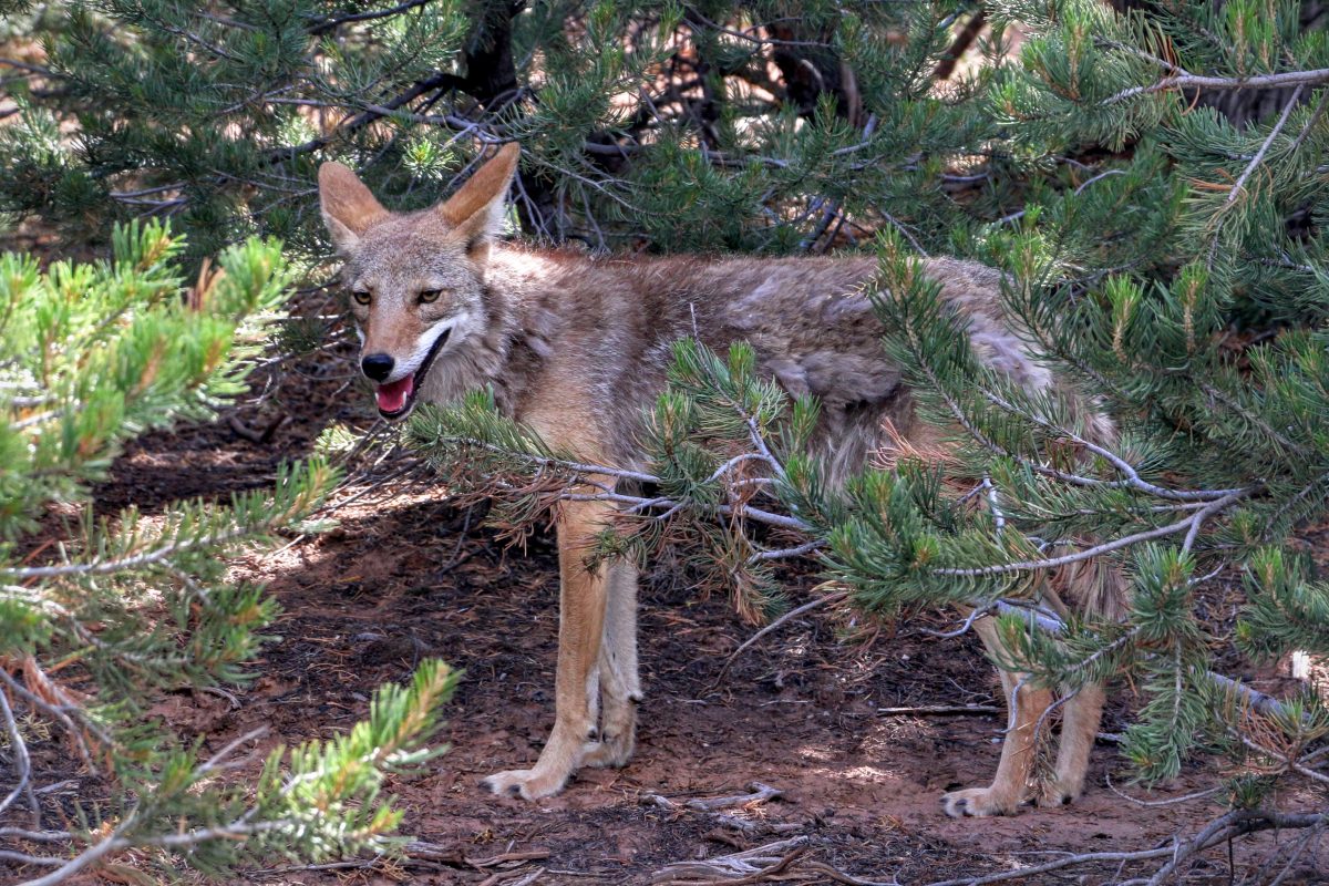 Coyote in Amerika Colorado