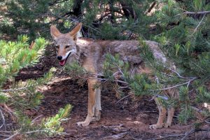 Coyote in Amerika Colorado