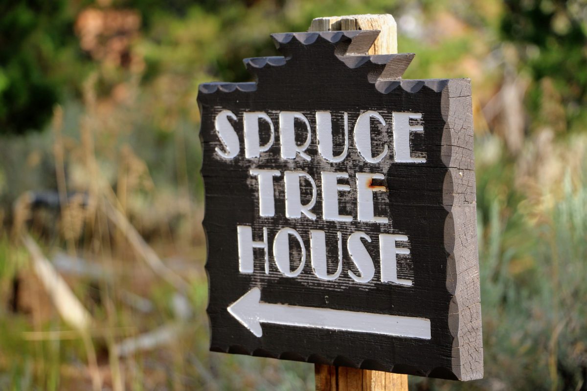 Spruce Tree House