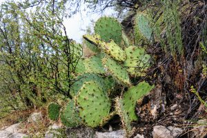 Cactussen in Arizona