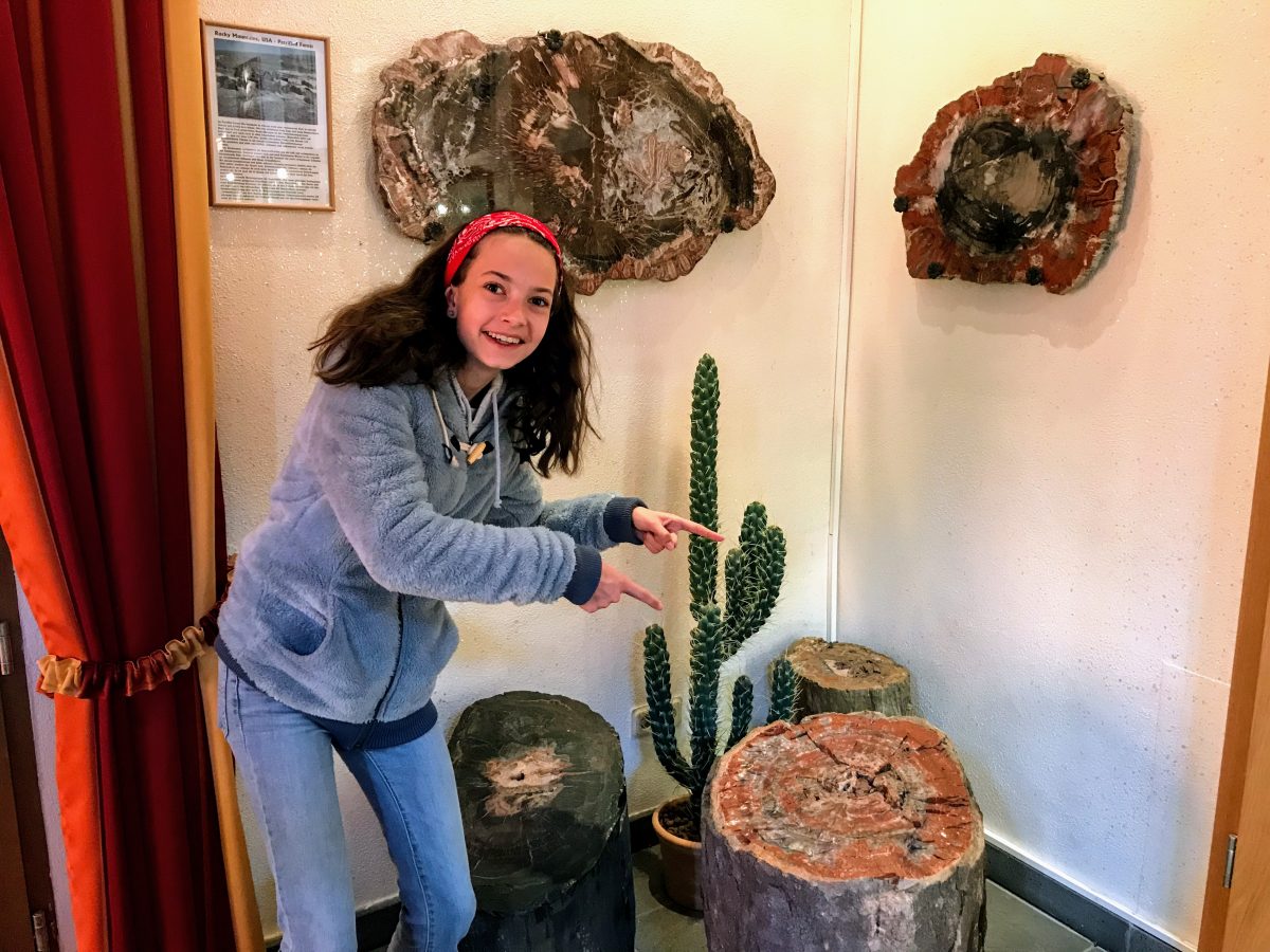 Versteende bomen uit Petrified Forest