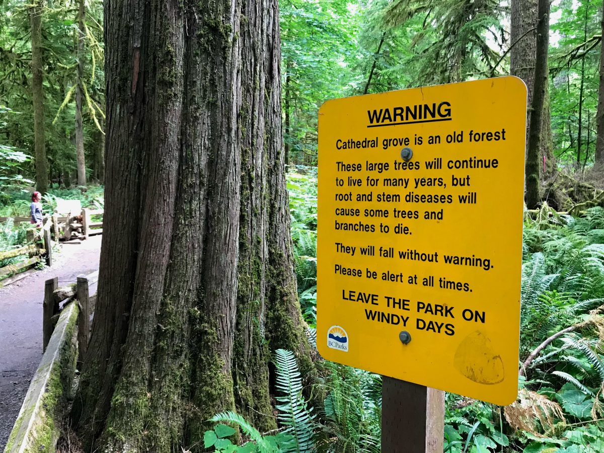 Cathedral Grove - MacMillan Provincial Park