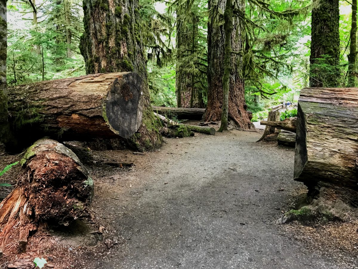 Wandelingen Vancouver Island - Cathedral Grove