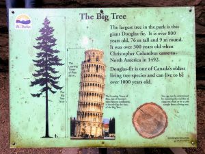 The Big Tree - Groter dan de toren van Pisa