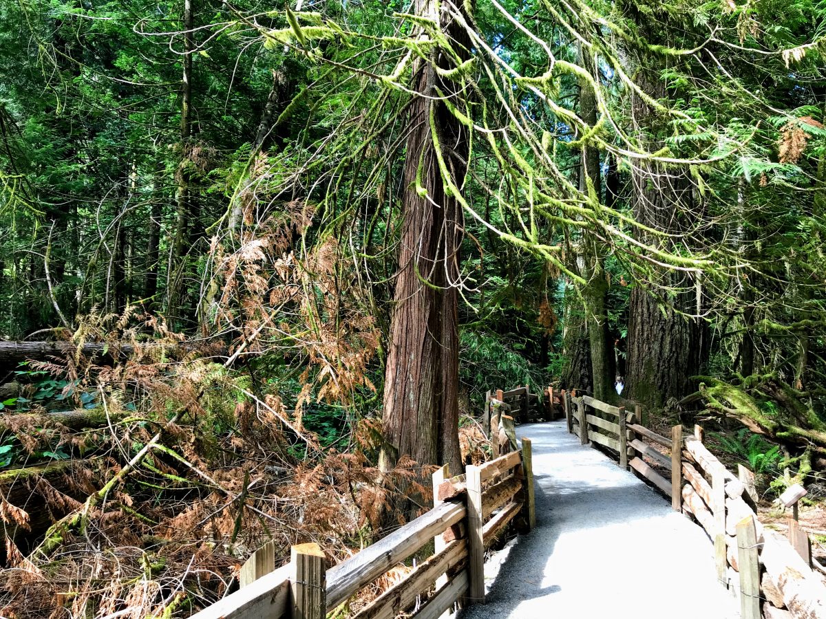 Cathedral Grove