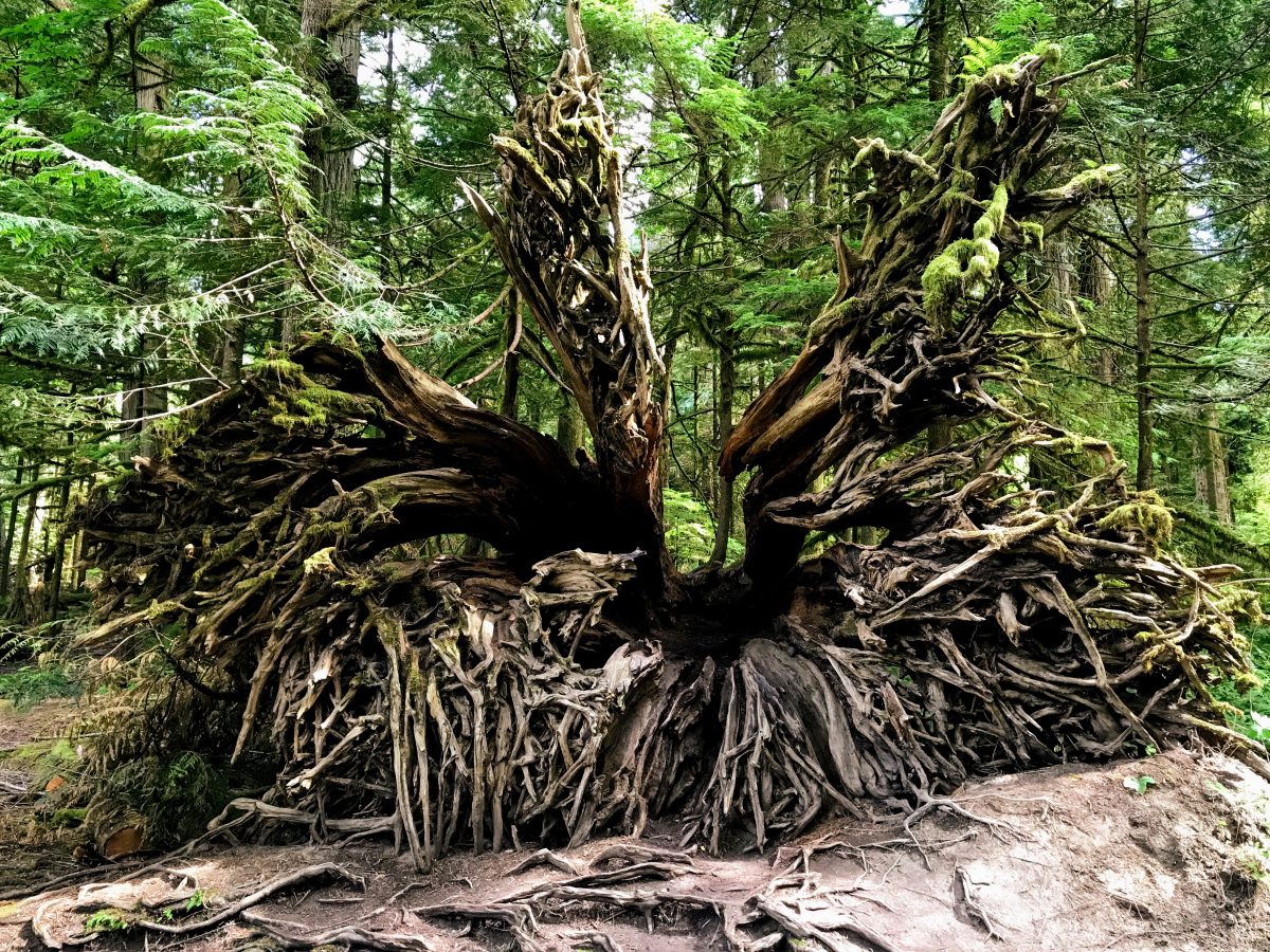 Wortels van een grote boom in Canada