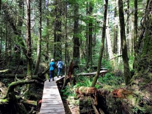 Rain Forest Trail Tofino