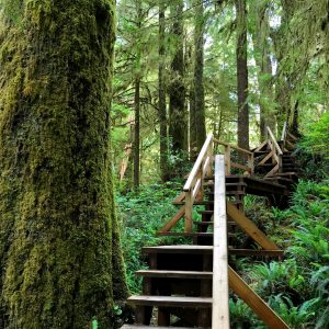Rainforest Trail Tofino