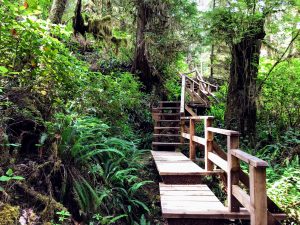 Rainforest trail Tofino