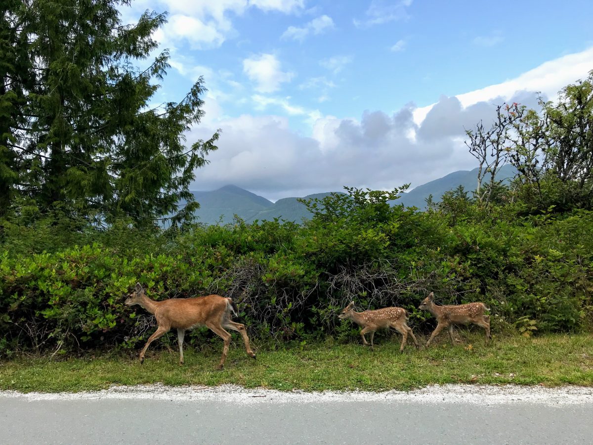 Hertjes in Ucluelet 