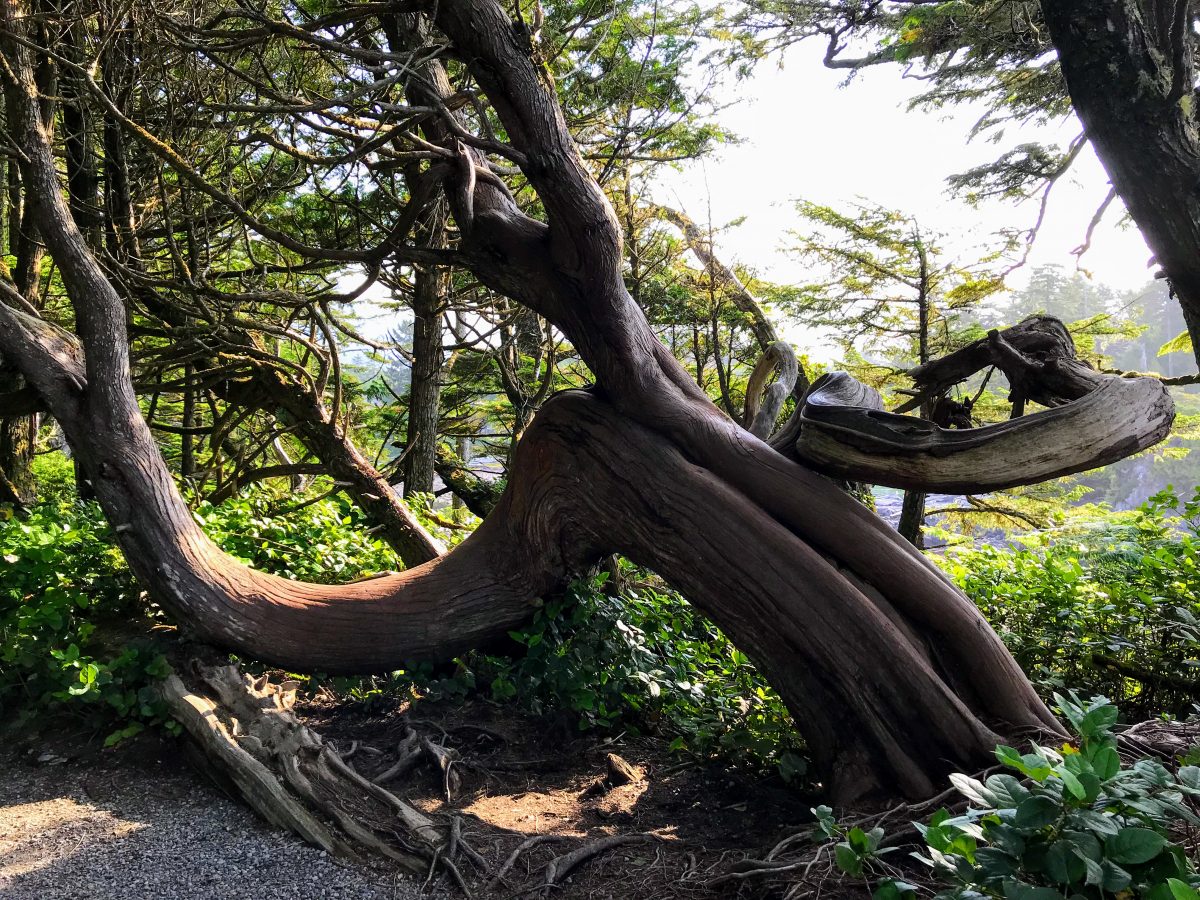 Bomen met grillige vormen langs de lighthouse loop