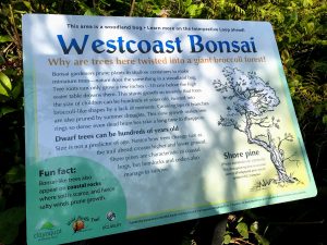 Westcoast Bonsai