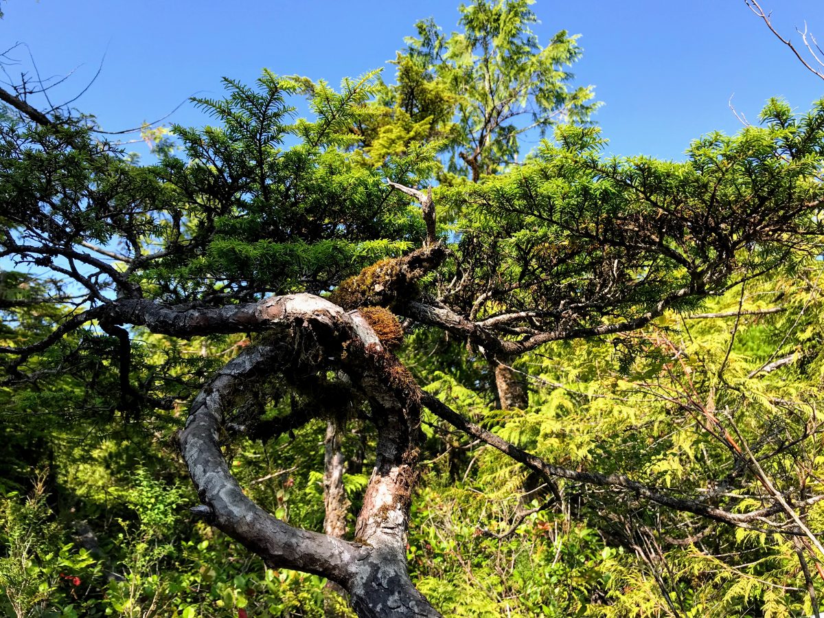 Westcoast Bonsai