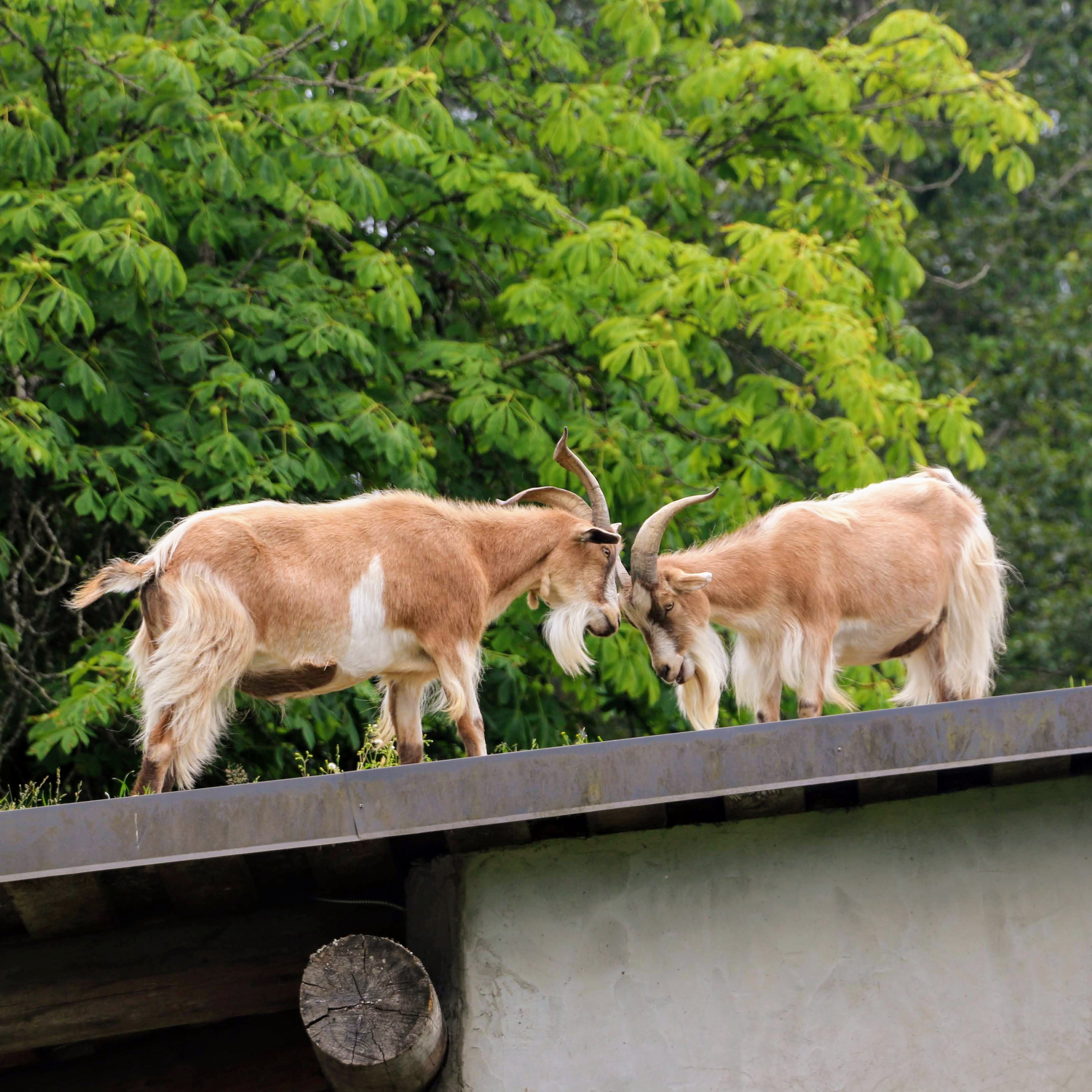 Goats on Roof Old Country Market