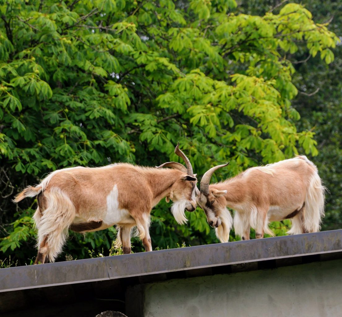 Goats on Roof Old Country Market