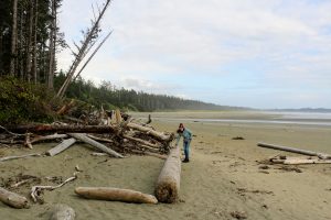 Drijfhout op het strand in Tofino - Canada