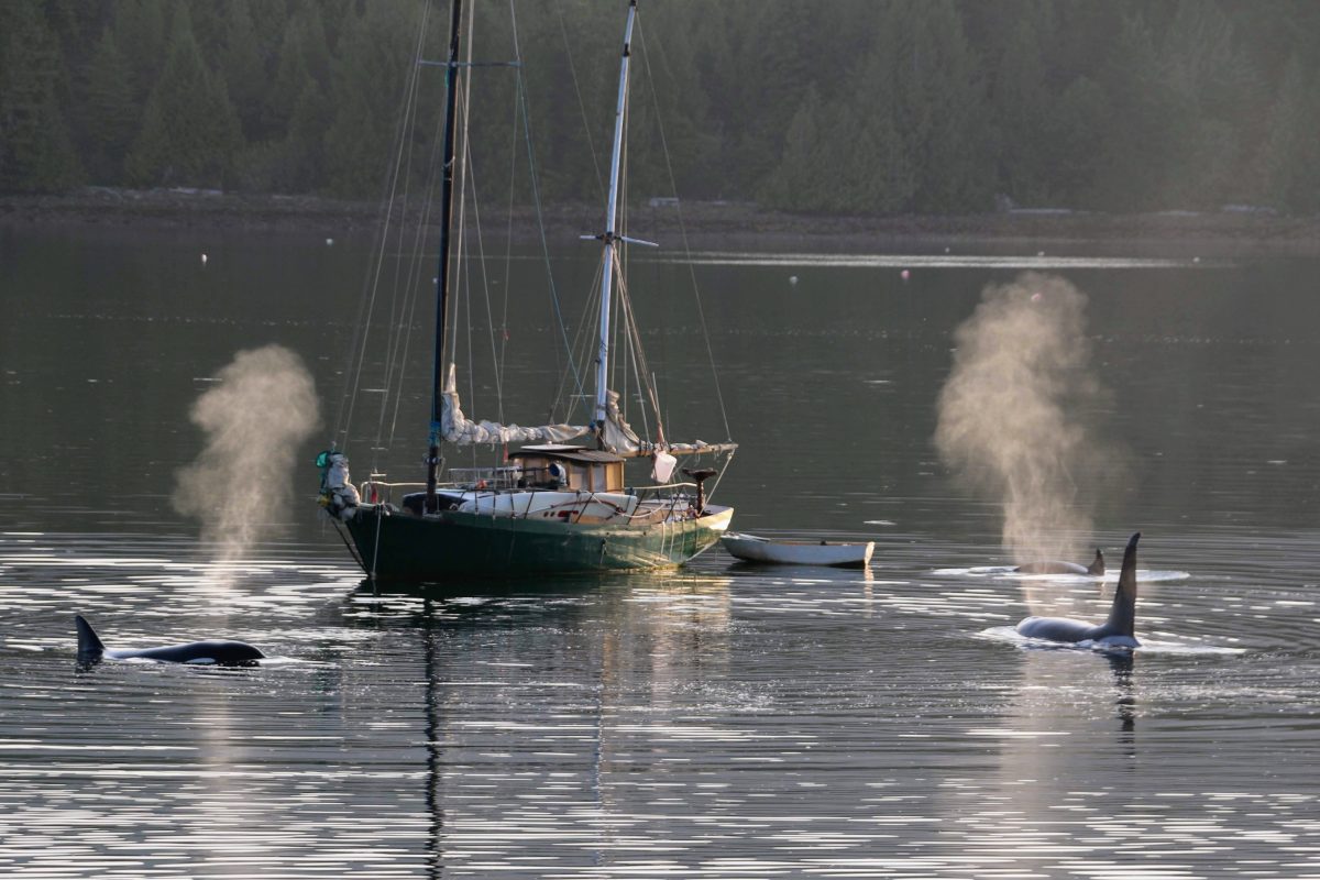 Orka in Ucluelet