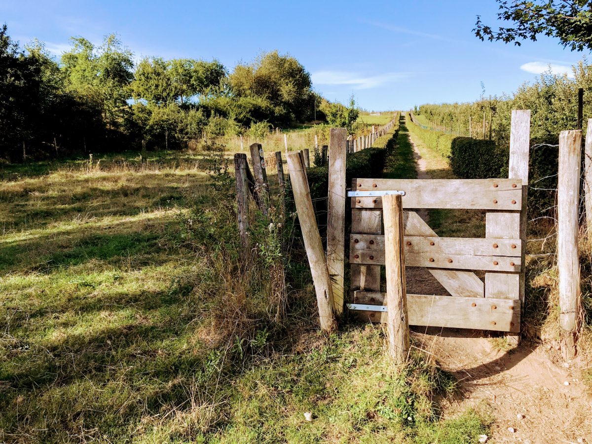 Wandelen in Borgloon