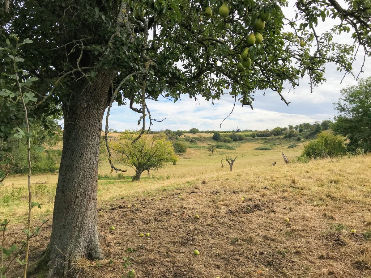 Limburgs landschap met op de achtergrond het doorkijkkerkje van Borgloon