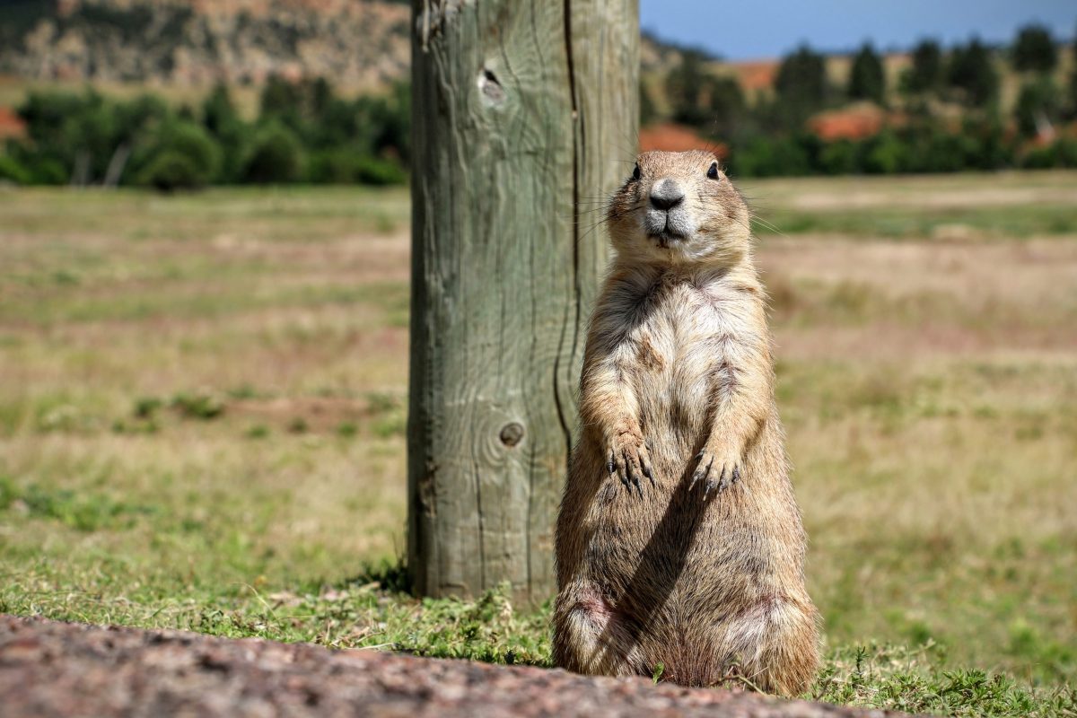 Woestijnhondje in Wyoming