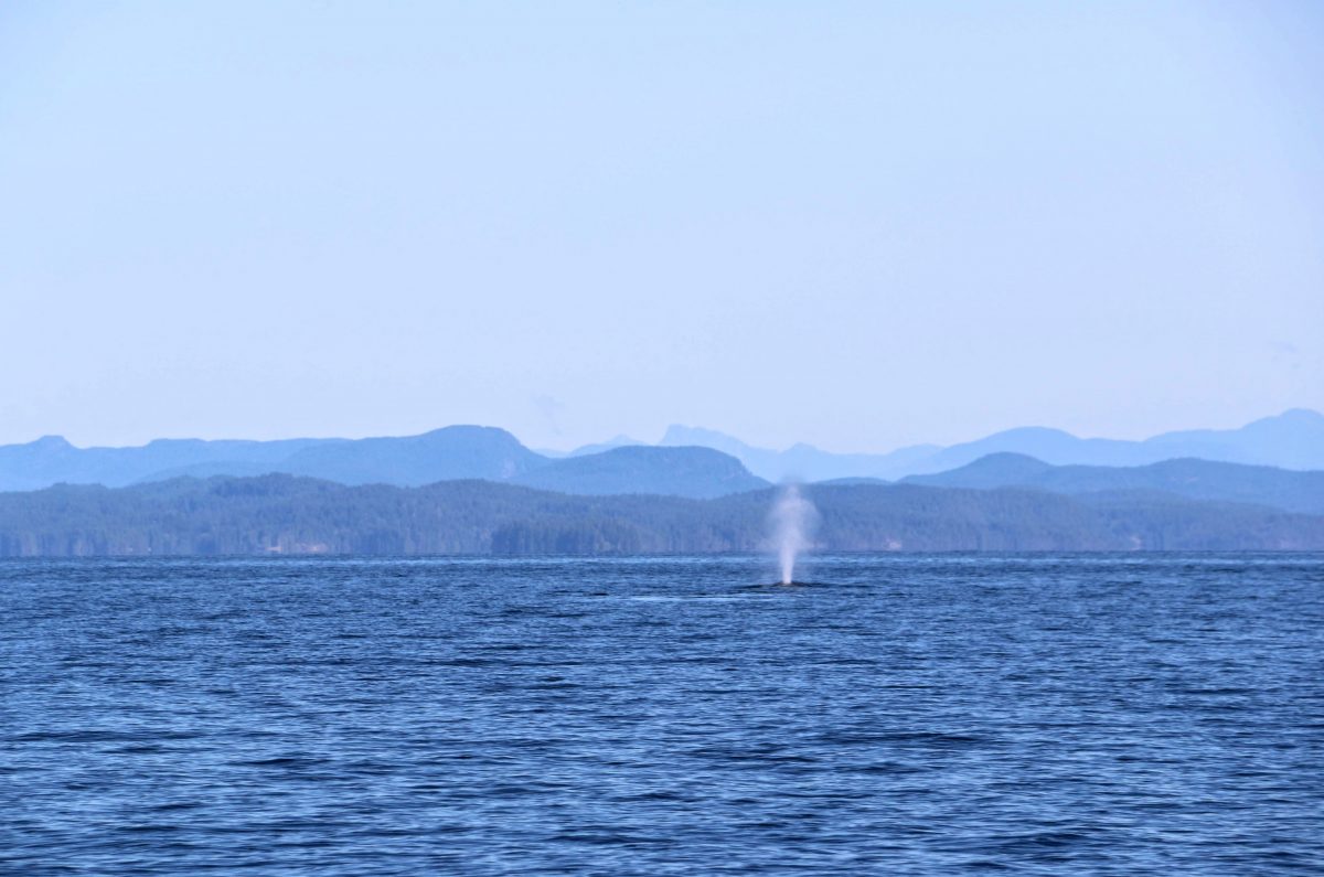 Walvissen Vancouver Island