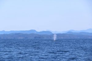 Walvissen Vancouver Island
